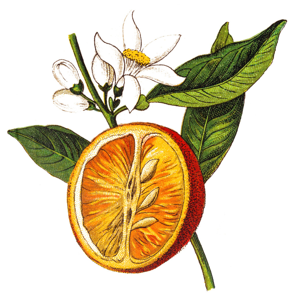 Bitterorange (Citrus Auratium) im Kräuterlikör "Kräuter Henning"